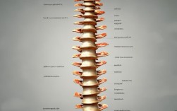 脊椎科常识2025最新版，这5个误区你还在信？