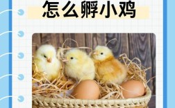 母鸡如何成功孵出小鸡？