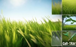 兰草今年流行什么新养护法？