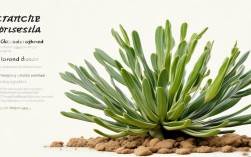 肉苁蓉常识有哪些核心要点？