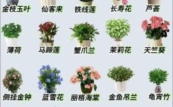 家庭花卉种植有哪些必备常识？