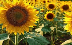 太阳花栽培有哪些小常识？