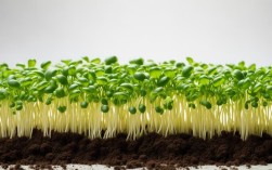 绿豆芽夏天怎么长得快又脆？