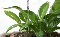 春季君子兰多久浇一次水？