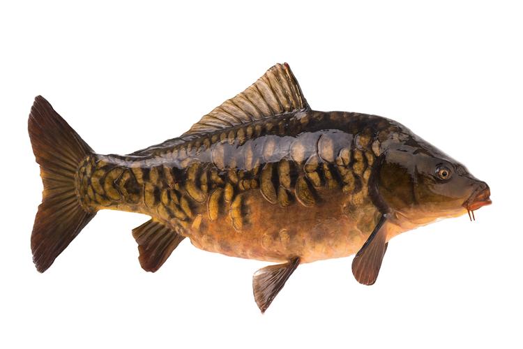 国考水产专业考什么？就业方向有哪些？-图3