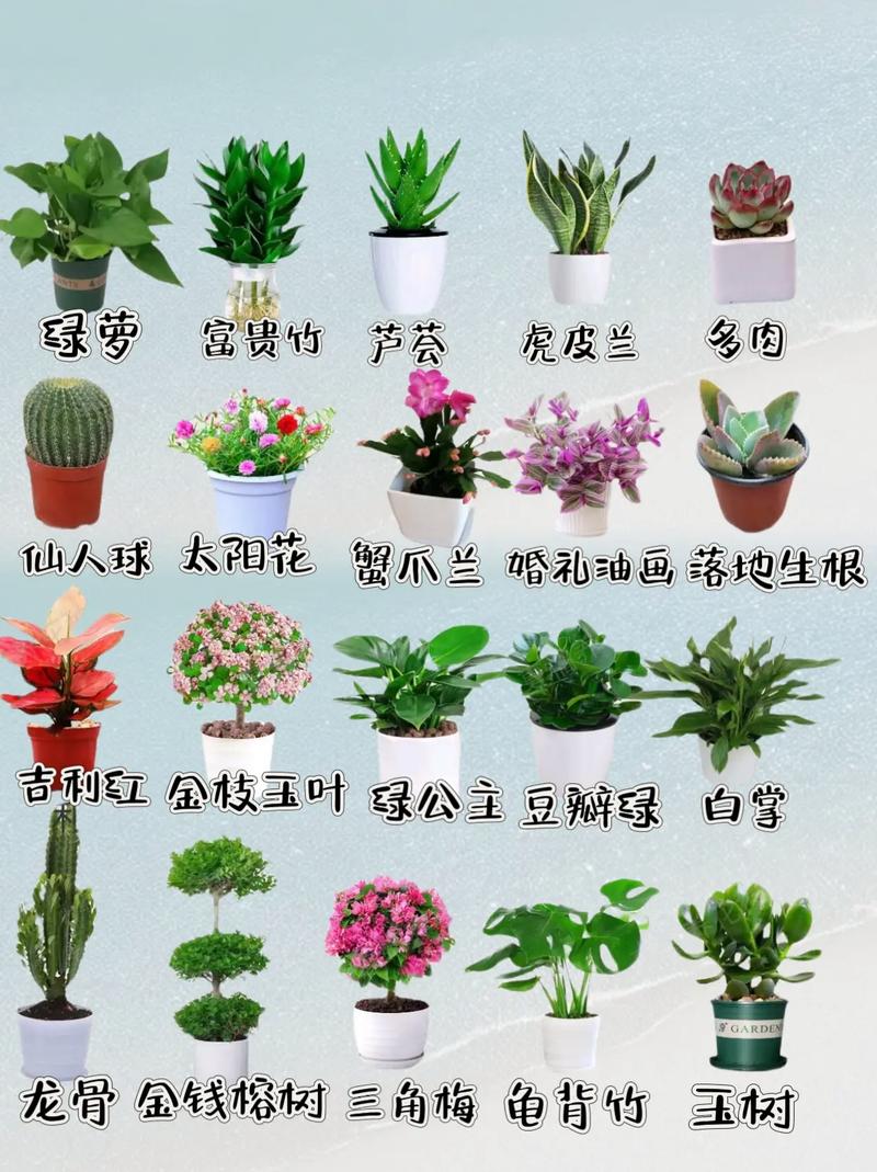 家庭花卉种植有哪些必备常识?-图2 家庭花卉种植有哪些必备常识?-图2