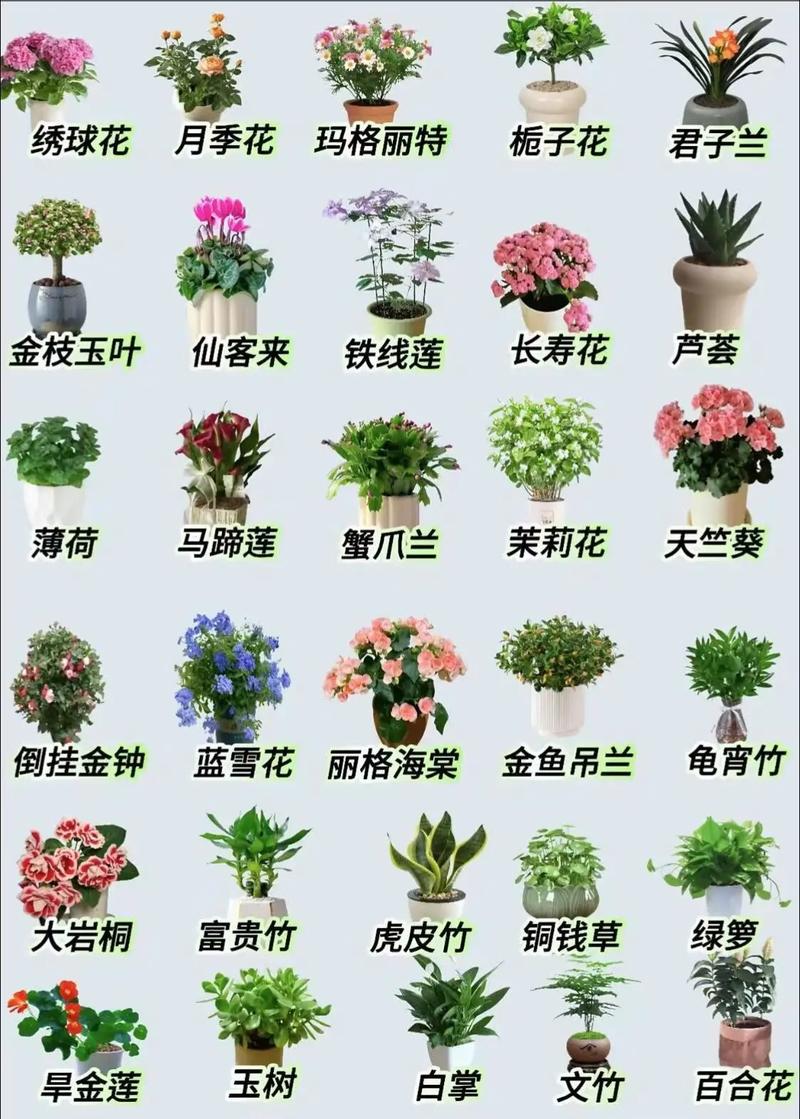 家庭花卉种植有哪些必备常识?-图1 家庭花卉种植有哪些必备常识?-图1