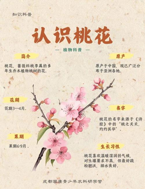 中班常识 桃树开花-图1